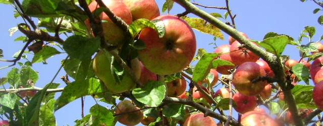 Autumn apples