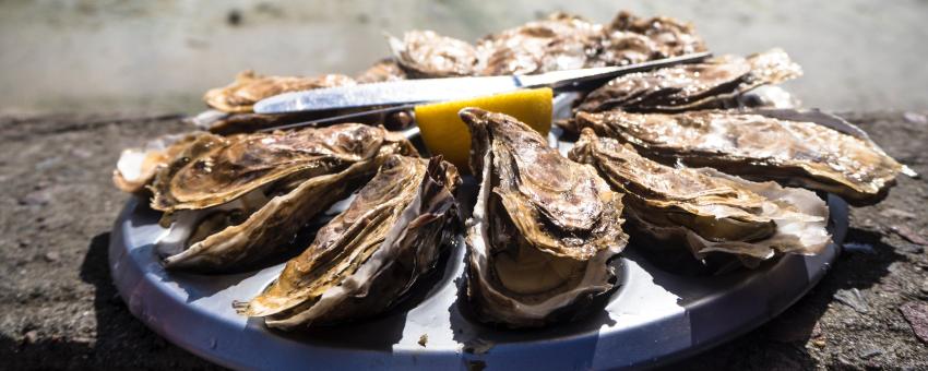 Oyster Shack