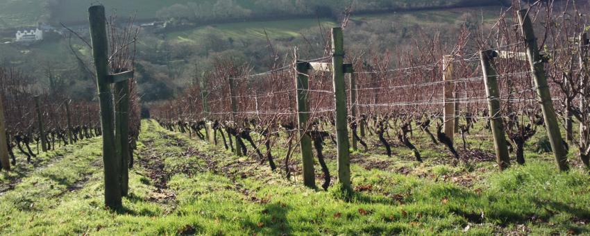 Camel Valley vineyard