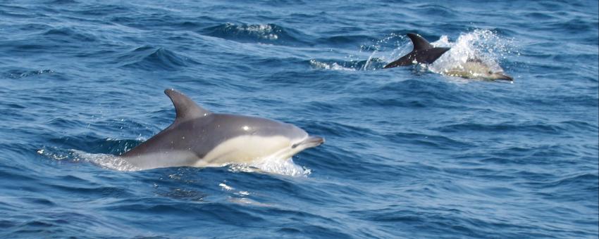 All Common Dolphins make you smile