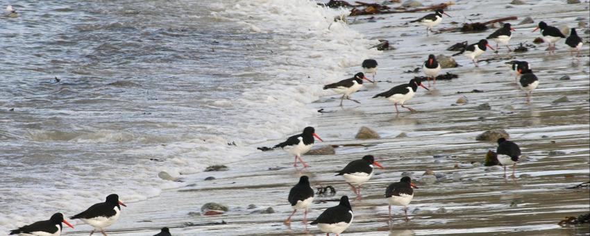 Oystercatchers