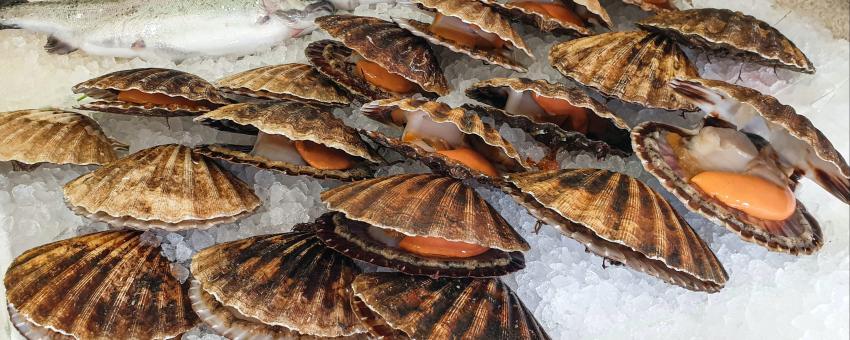 Scallops on fishmonger counter