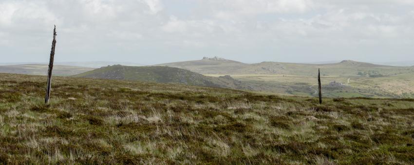 Sticks on Hamel Down - Hay Tor in the distance