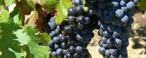 Wine grapes of the Medoc (France 2011)