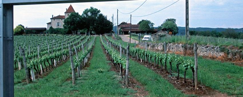 Cahors Vineyard