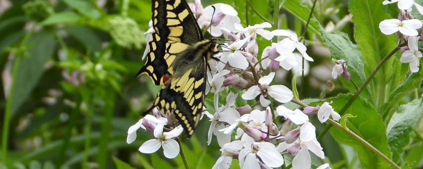 Swallowtail on Dame's Violet.