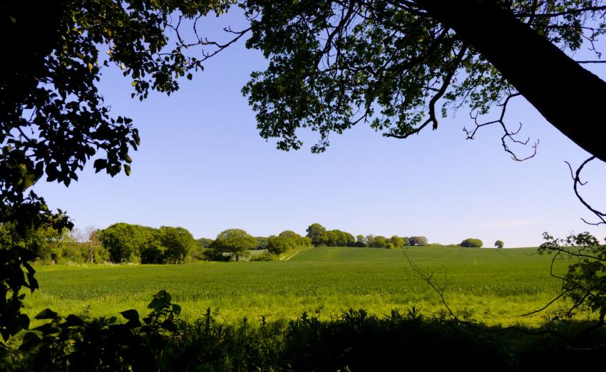 A view of lush green fields set against a strong blue sky, all naturally framed by the silhouette of trees.