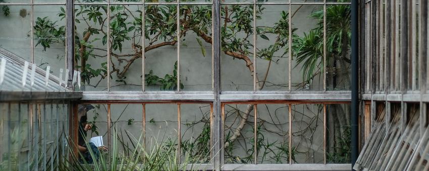 plants and greenhouse window