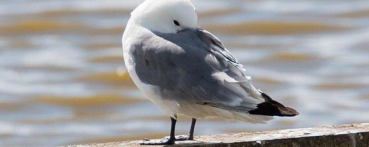 kittiwake