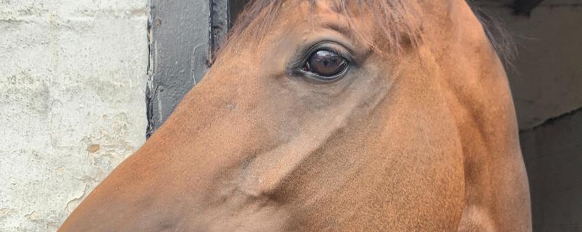 Star of St. Louis, horse zeal racing