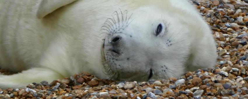 Seal pup