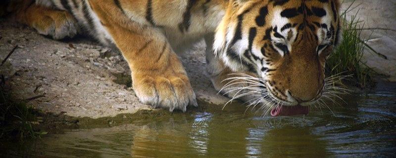 Whipsnade zoo