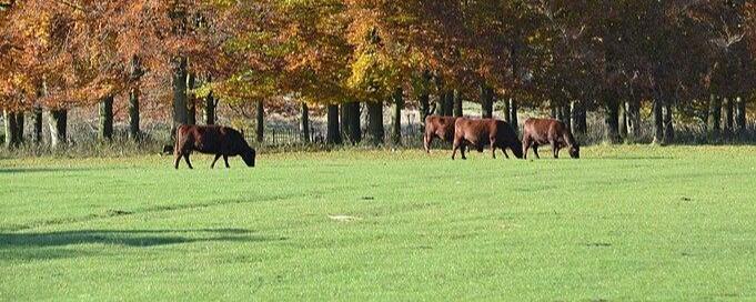 Hatfield Forest