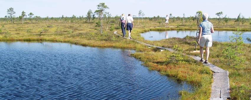 Walking on Kuresoo Bog, Soomaa national park, Estonia