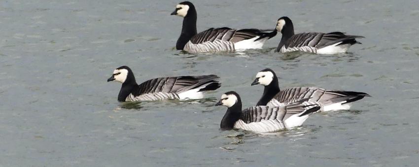 Barnacle geese-Crop P1580256