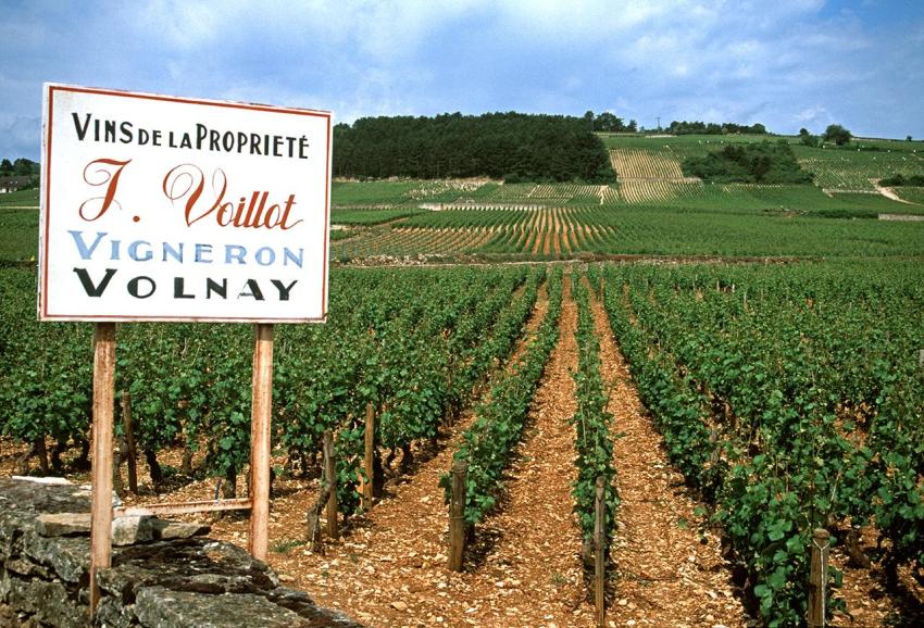 Vineyard in Burgundy