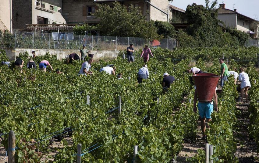 Vendenge at Fleurie