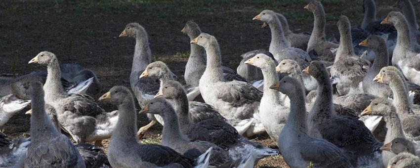 Geese at Creysse