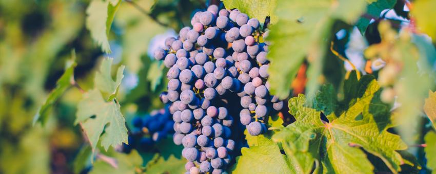 Closer shot of vines and grapes in the Dordogne