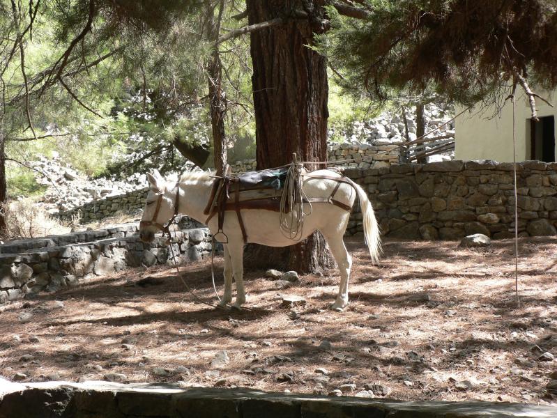 Along Samaria Gorge