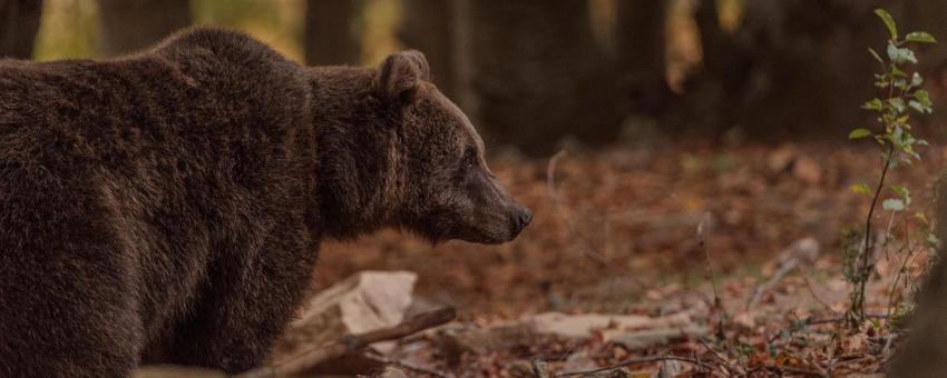 Masha the bear - Arcturos Bear Sanctuary