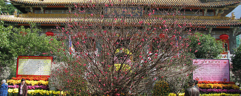 Wishing tree at Po Lin Monastery