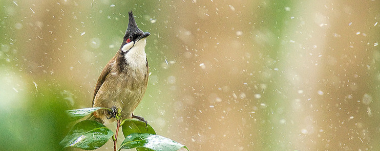 Bird in the Rain