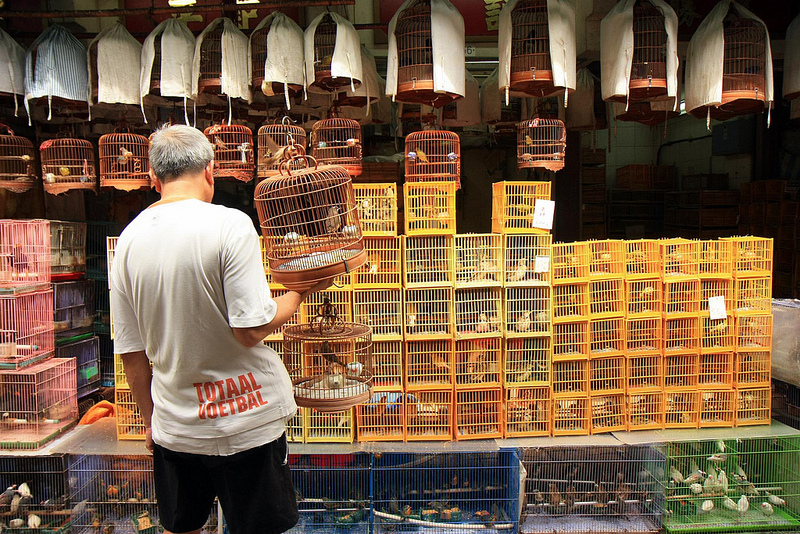 Hong Kong Bird Market 4