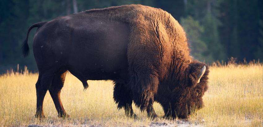 Bison in Yellowstone