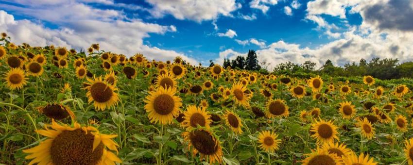 Vitamin color (Yamamotoyama Kogen sunflower field, Ojiya City) Niigata pref