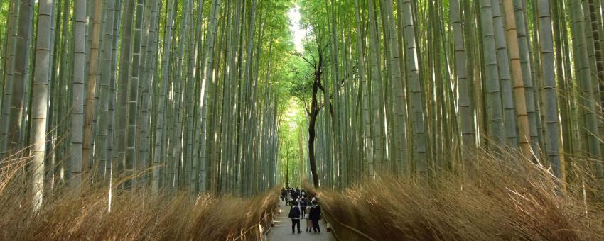 Arashiyama bamboo forest