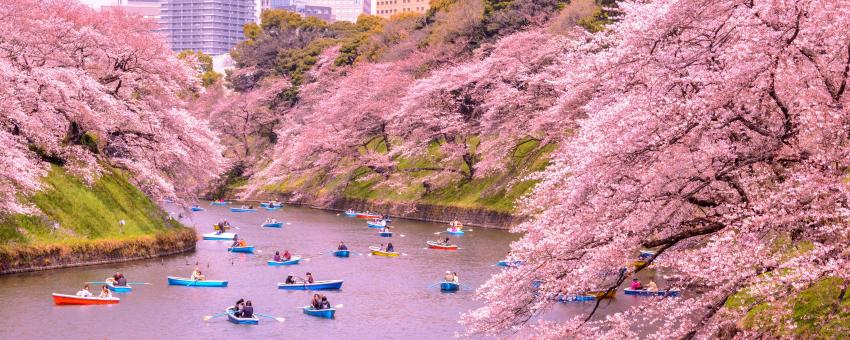 Sakura