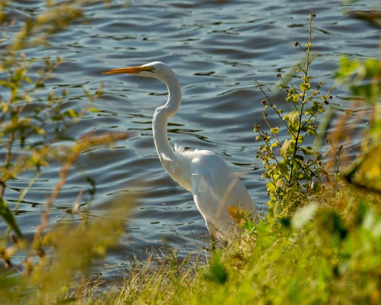 Egret Waiting