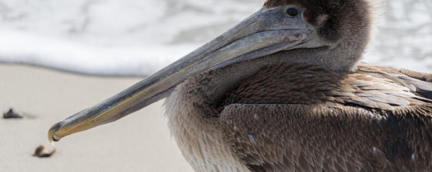 Immature Brown Pelican