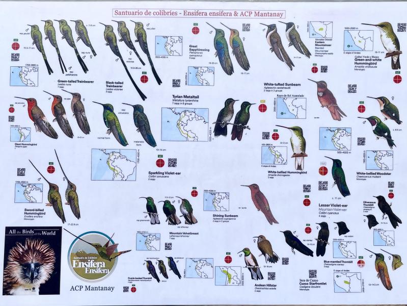 20 species at the Ensifera hummingbird gardens