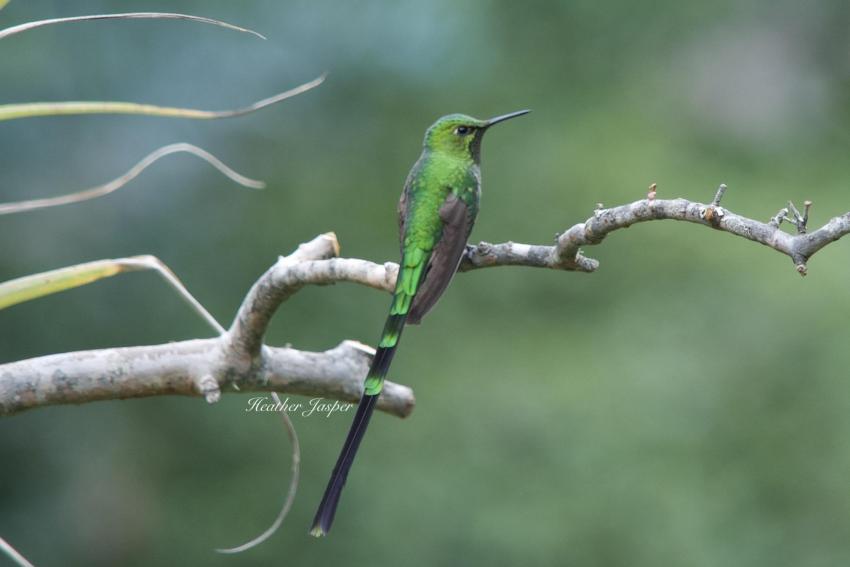 Trainbearer hummingbird at the Ensifera gardens