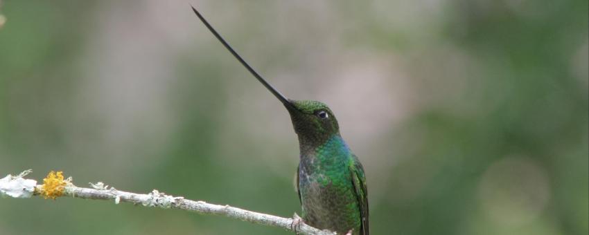 Sword-billed hummingbird at Ensifera gardens