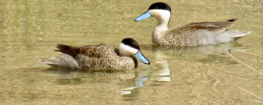 Puna Teal at Huacarpay wetlands