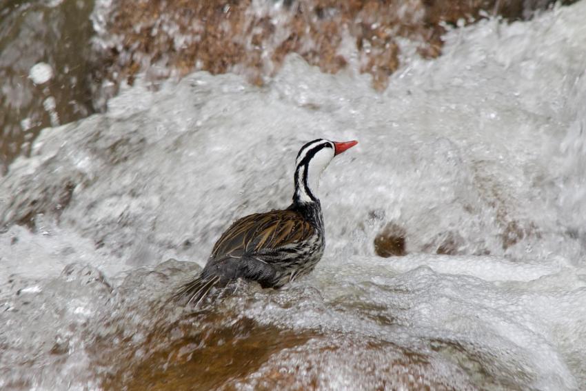 Torrent duck at Huanta