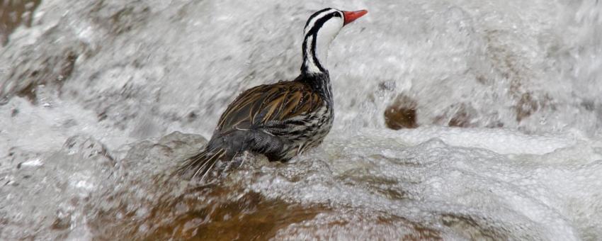 Torrent Duck in Huanta Ayacucho