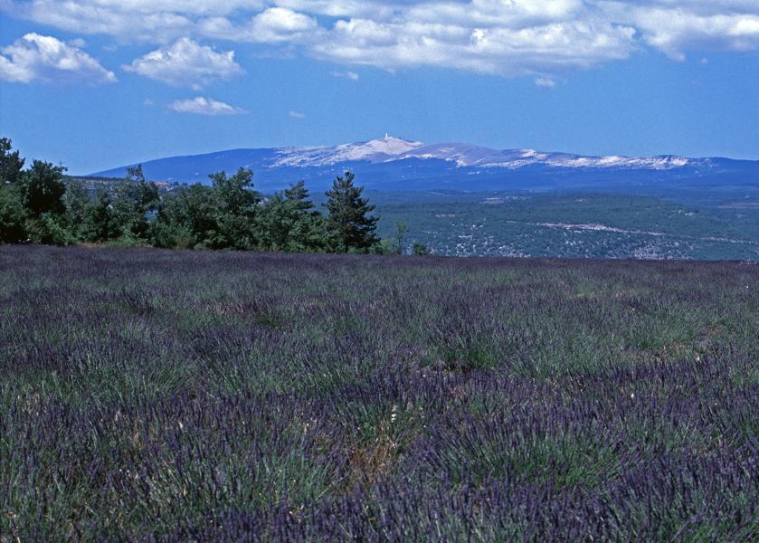 Lavender field with Mont Ventoux