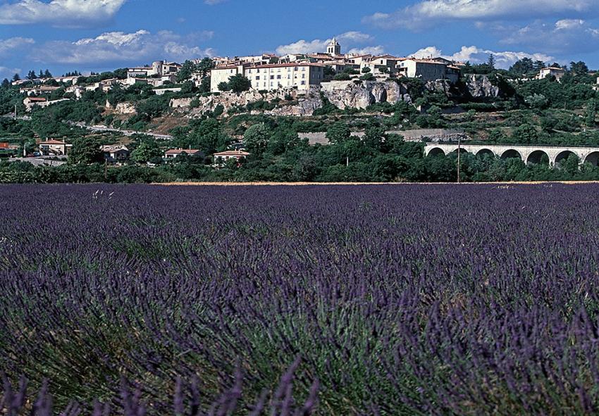 Lavender field at Sault high on the Vaucluse Plate
