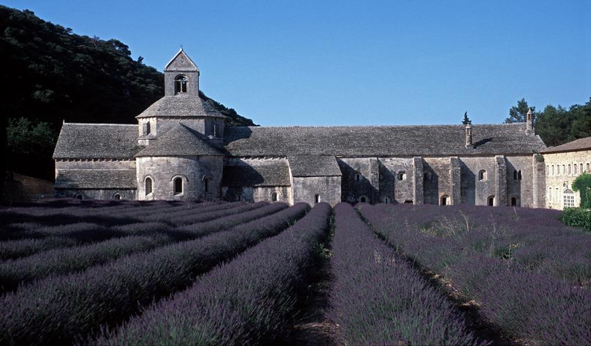 Senanque Abbey with its Lavender Field